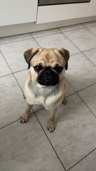 Mops Rüde - 2