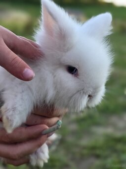 Kaninchen - 2