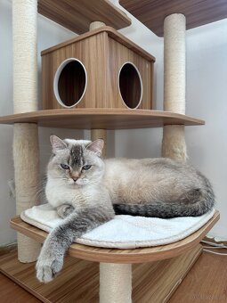 2 BKH Katzen - 2