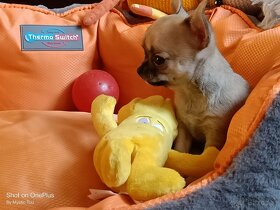 Kurzhaar Chihuahua  mit Stammbaum - 2