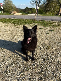Alt Deutscher Schäferhund - 2