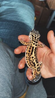Leopardengecko Weiblich Giant und Normal - 2