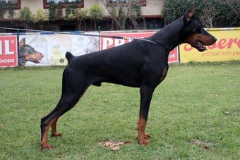 BLAUE DOBERMANN-WELPEN MIT FCI-PAPIEREN - 2