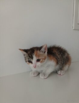 Babykatze - 2