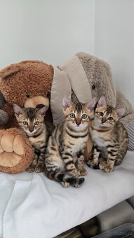 Bengal Katze - 2