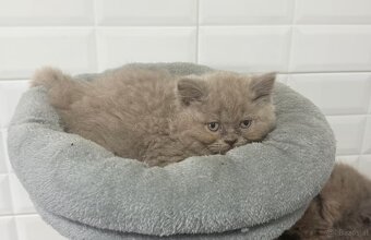 BKH/BLH kitten - 2
