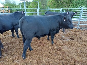 plemenný býk Aberdeen Angus - 2