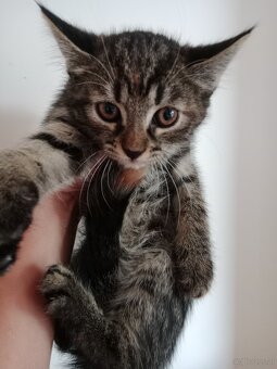 Beby Katze - 2