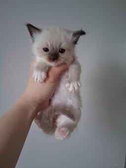Ragdoll kitten - 2