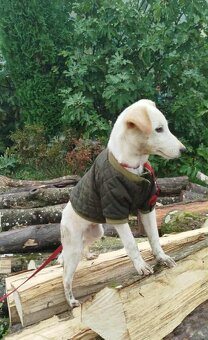 Für alle, die einem Hund ein liebevolles Zuhause schenken mö - 2