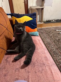 BKH Kater - 2
