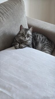 Kater zu verschenken - 2