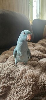 Halsbandsittiche - 2