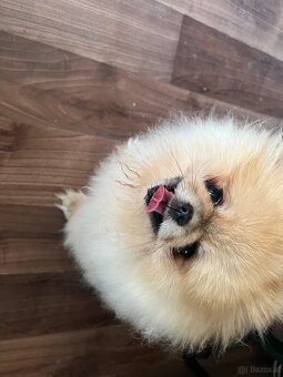 Pomeranian - 2