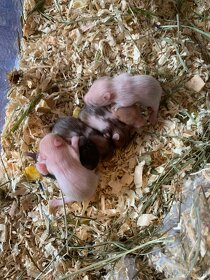 Hamster Baby - 2