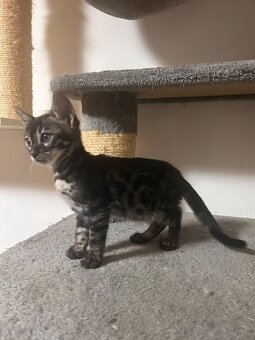 Bengal kitten in besonderen Farben - 2