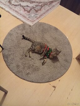 Kater,10monate alt - 2