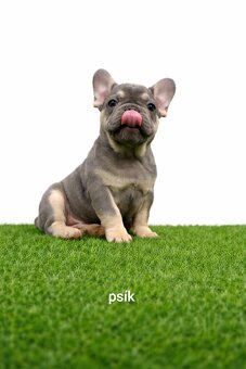 Französischen Bulldog - 2