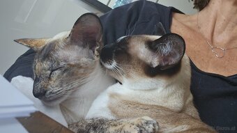 Dringend Platz gesucht - 2