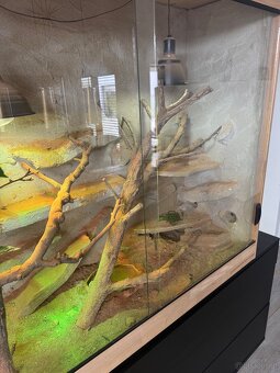 Bartagamen Pärchen - 2