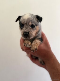 Australian cattle dog - 2
