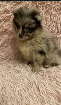 Pomeranian Welpe Deutscher Spitz. - 2