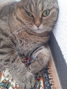 BKH Katze Weiblich - 2