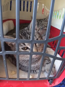 Katzen - 2