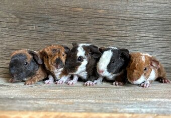 Meerschweinchen - 2