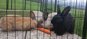 Zwergkaninchen Farbenzwerge - 2