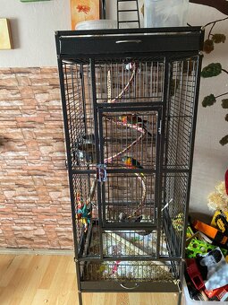 Verkaufe meine Vögel - 2