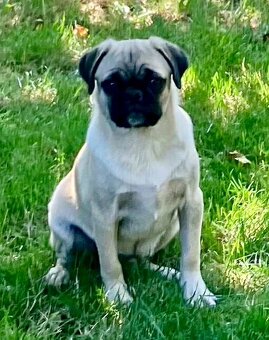 Mops Welpen - 2