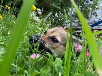 Chihuahua mischlings Dame - 2