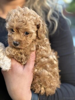 Maltipoo-Welpen - 2