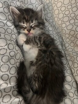 Baby Maine Coon - 2