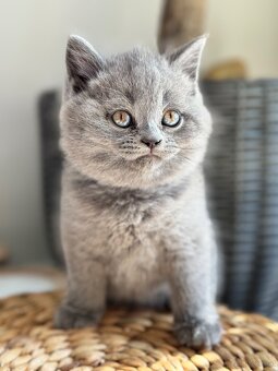 BKH und BLH Kitten - 2