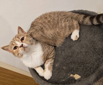 BKH Kater mit Stammbaum - 2