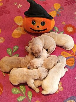 Golden Retriever Welpen - 2
