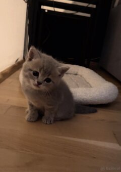 Britisch kurzhaar kitten - 2