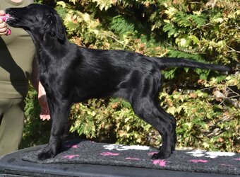 🐾 Flat Coated Retriever Welpen - 2