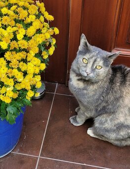 Katze zu verschenken - 2