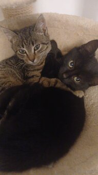 Europäisch Kurzhaar Kätzchen - 2