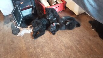 Mischlings Welpen - 2