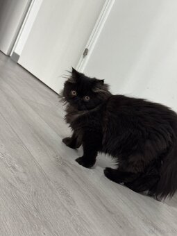 Persischer Katzen - 2