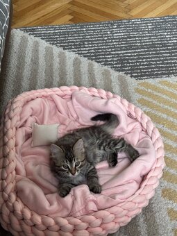 Norwegische Waldkatzen Mix Babykatze - 2