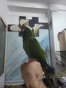 Papagei (Mini ara ) - 2