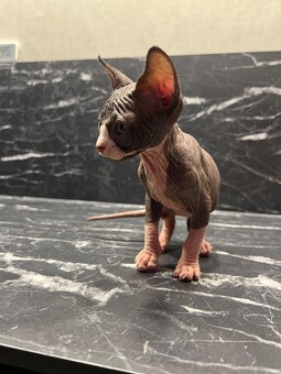 Reservierung Don Sphynx Kätzchen (ohne Stammbaum) - 2