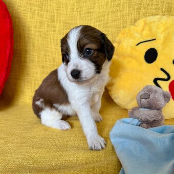 Kooikerhondje Welpen - 2