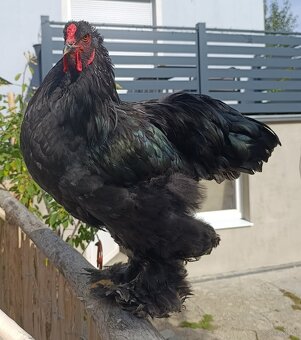 Brahma Hähne - 2