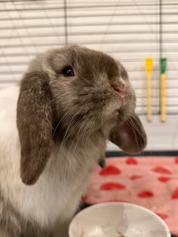 Minilop-Kaninchen 🐰🩷 - 2